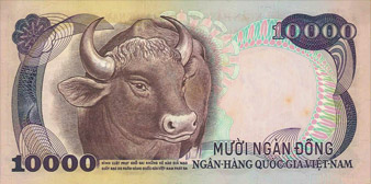 water buffalo