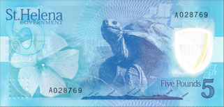 tortue